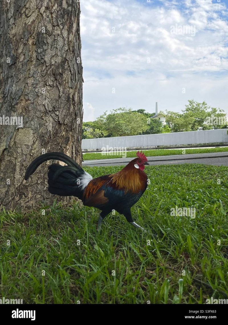 Chicken road - Een Reis Alleen met de Chicken Road Gokkast in Nederland
